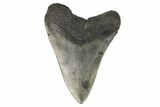 Fossil Megalodon Tooth - South Carolina #168032-2